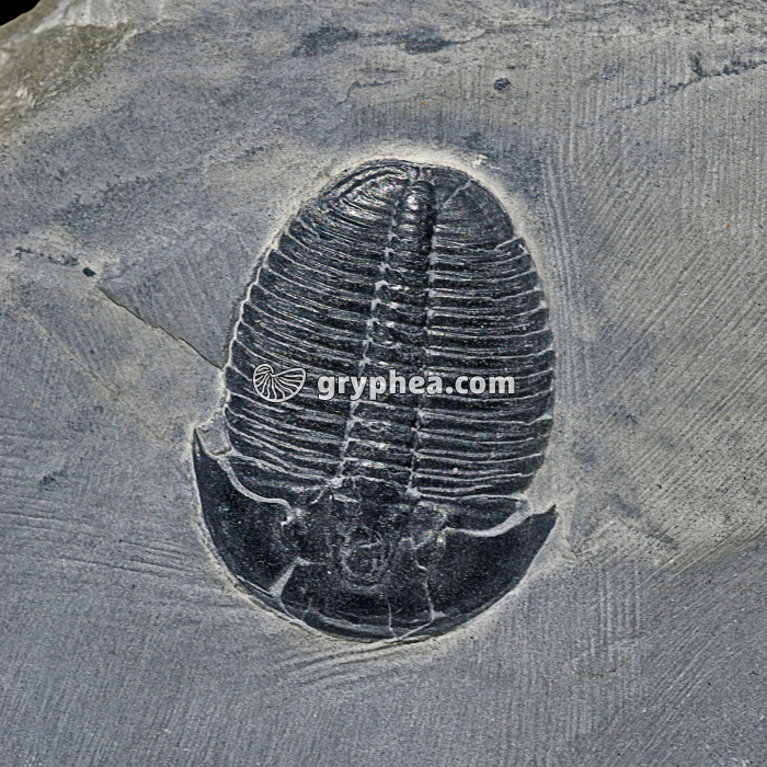 Trilobite - gryphea.org